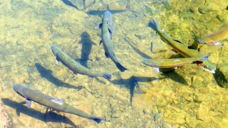 Locally caught fish and shellfish